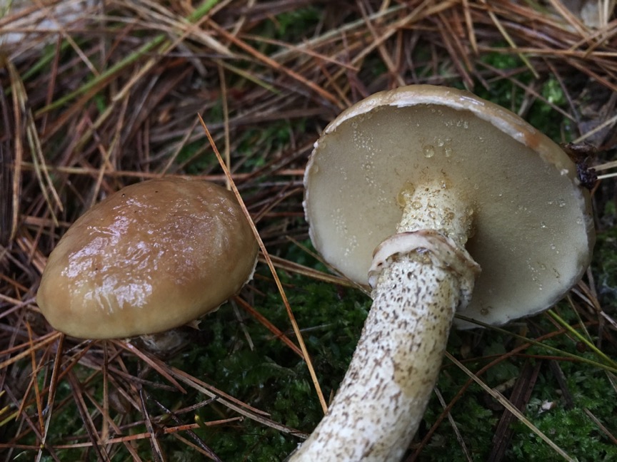 Suillus acidus, a member of the order Boletales