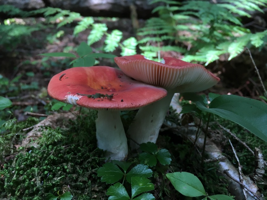 Russula sp., a member of the order Russulales