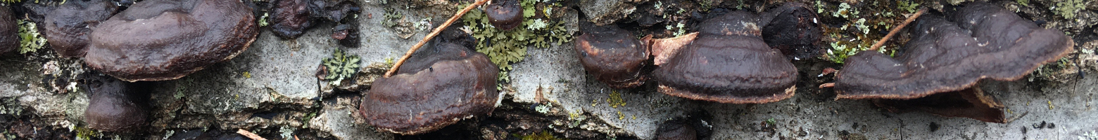 Banner image of Punctularia strigosozonata