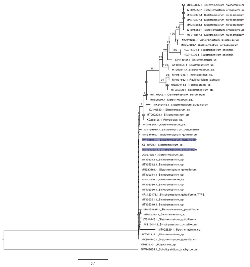 Sistotremastrum guttuliferum sidebar image 7 - phylogenetic tree of Sistotremastrum guttuliferum
