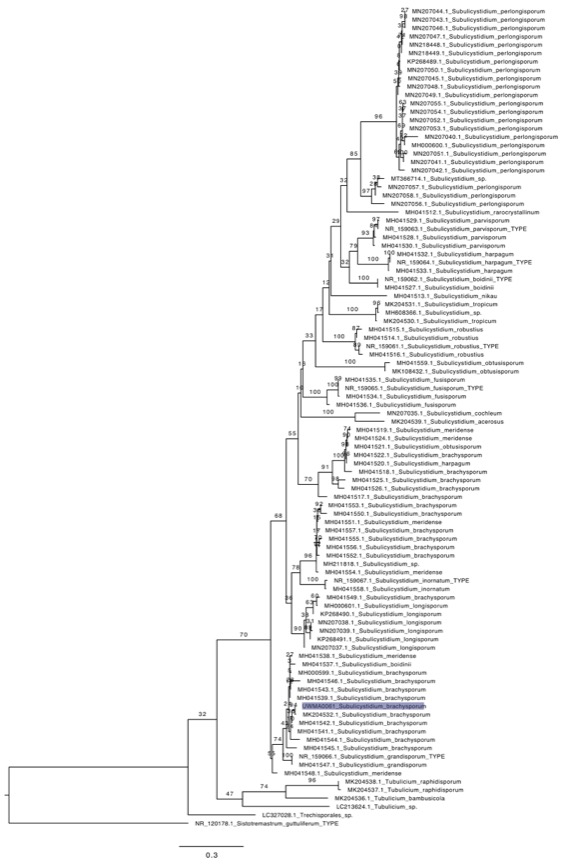 Subulicystidium brachysporum sidebar image 5 - phylogenetic tree of Subulicystidium brachysporum