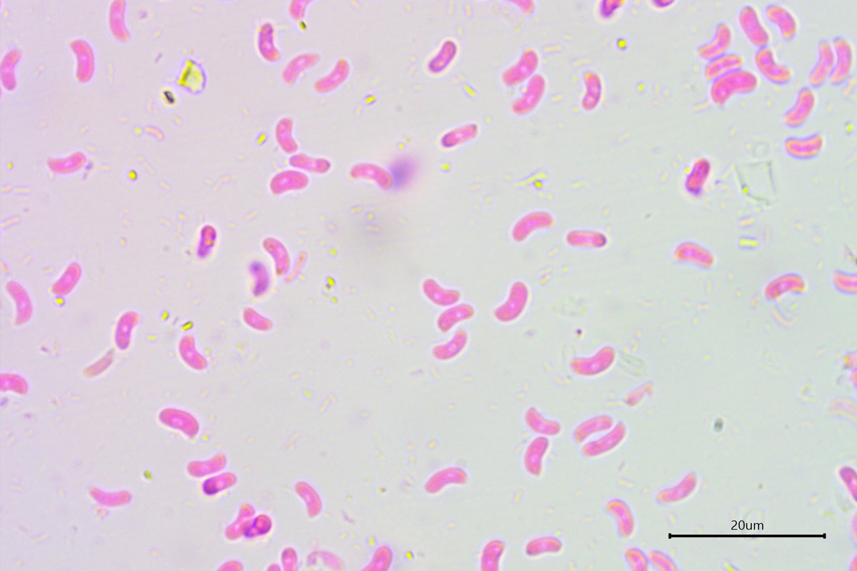 Allanoid Mycobernardia incrustans | CrustFungi.Com