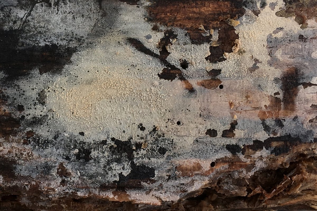 Sertulicium granuliferum