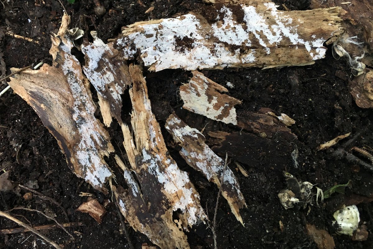 Subulicystidium sp. 'WI01'