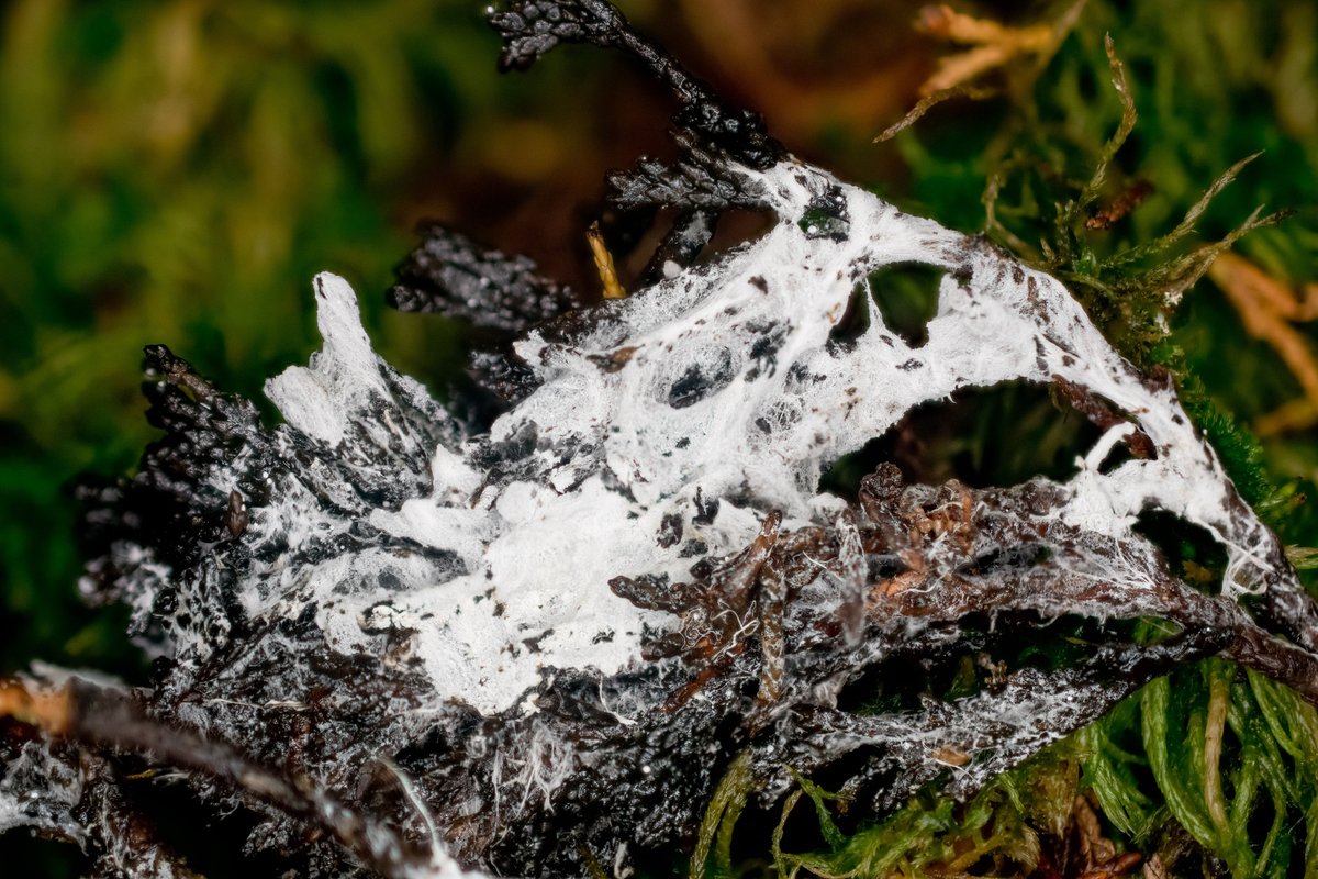 Trechispora sp. 'MA01'