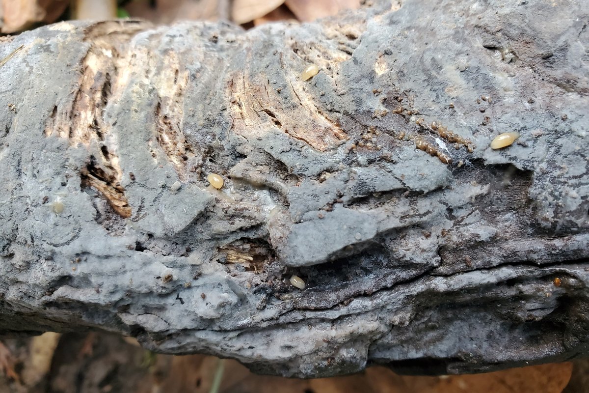 Helicogloea sp. 'OR01'