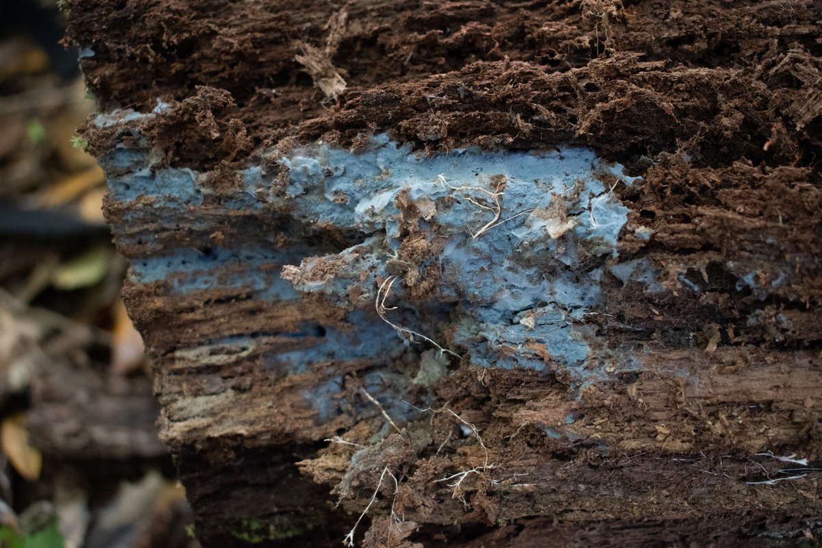 Byssocorticium sp. 'pulchrum-NJ01'