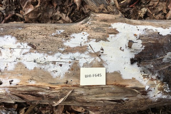 Athelia termitophila thumbnail