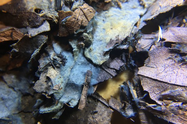 Byssocorticium sp. 'atrovirens-IN01' thumbnail