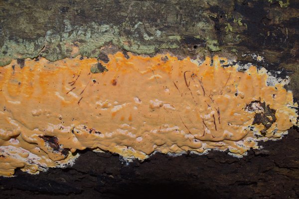 Ceriporia spissa thumbnail