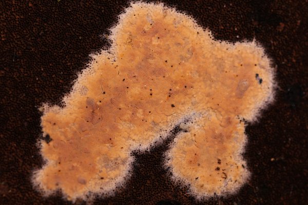 Mycobernardia incrustans thumbnail