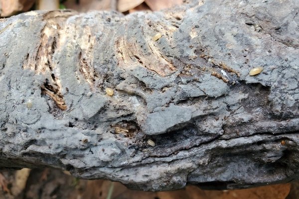 Helicogloea sp. 'OR01' thumbnail