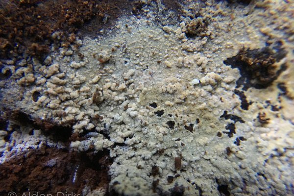 Protomerulius minor thumbnail