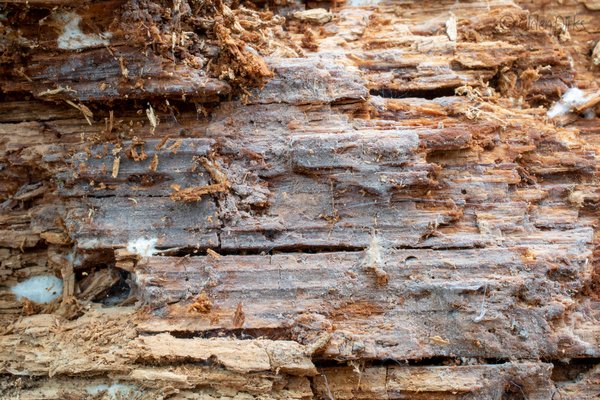 Tubulicrinis accedens thumbnail