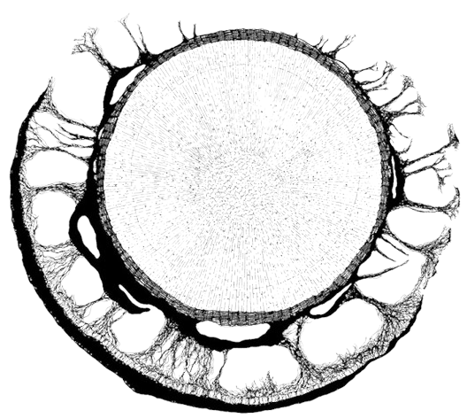 Elia Martini's Crusts and Jells website logo